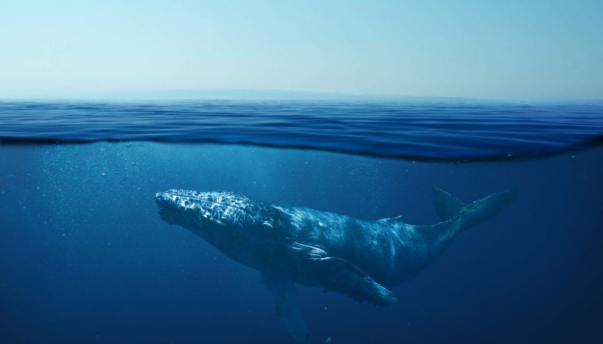 bitcoin-whale-diamanten-handen Bitcoin whale klimt razendsnel naar 3e grootste houder: wie is dit?