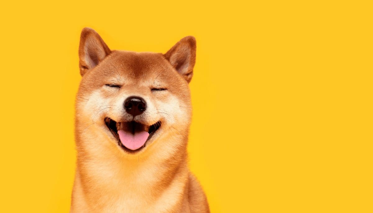 Cryptobeleggers kopen legendarische Dogecoin en Shiba inu meme Cryptobeleggers kopen legendarische Dogecoin en Shiba inu meme