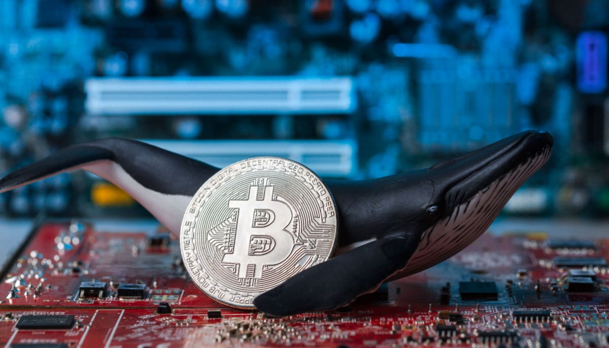 bitcoin-whale-holders-winst 96% van bitcoin houders in winst door absurde koersbewegingen