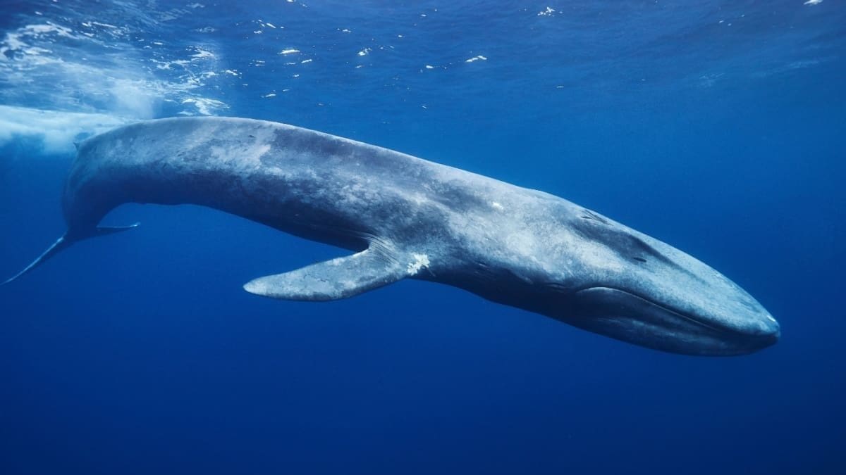 Bitcoin whales activiteit daalt Bitcoin-Wale machen vor dem großen Crash einen Schritt zurück
